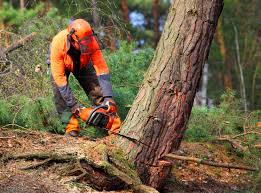 Best Lawn Pest Prevention  in River Oaks, TX