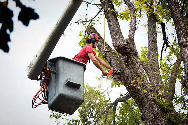 Best Firewood Processing and Delivery  in River Oaks, TX